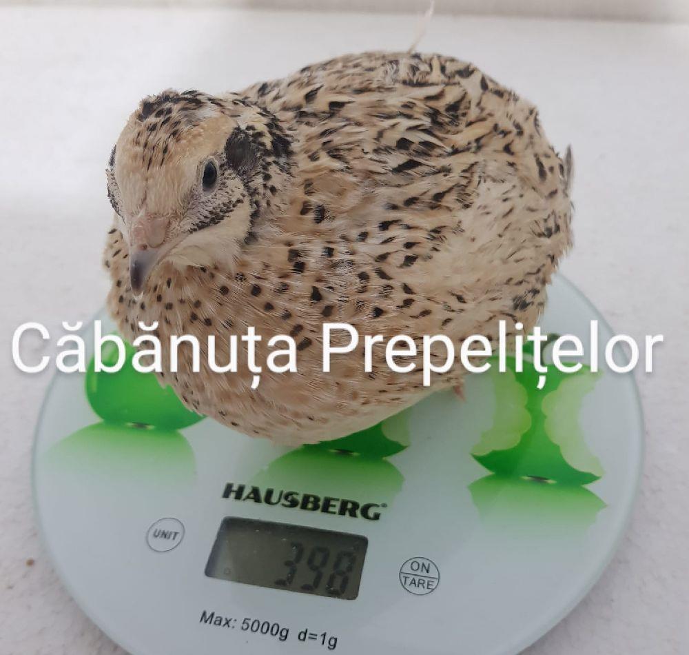 Ouă prepeliță consum
