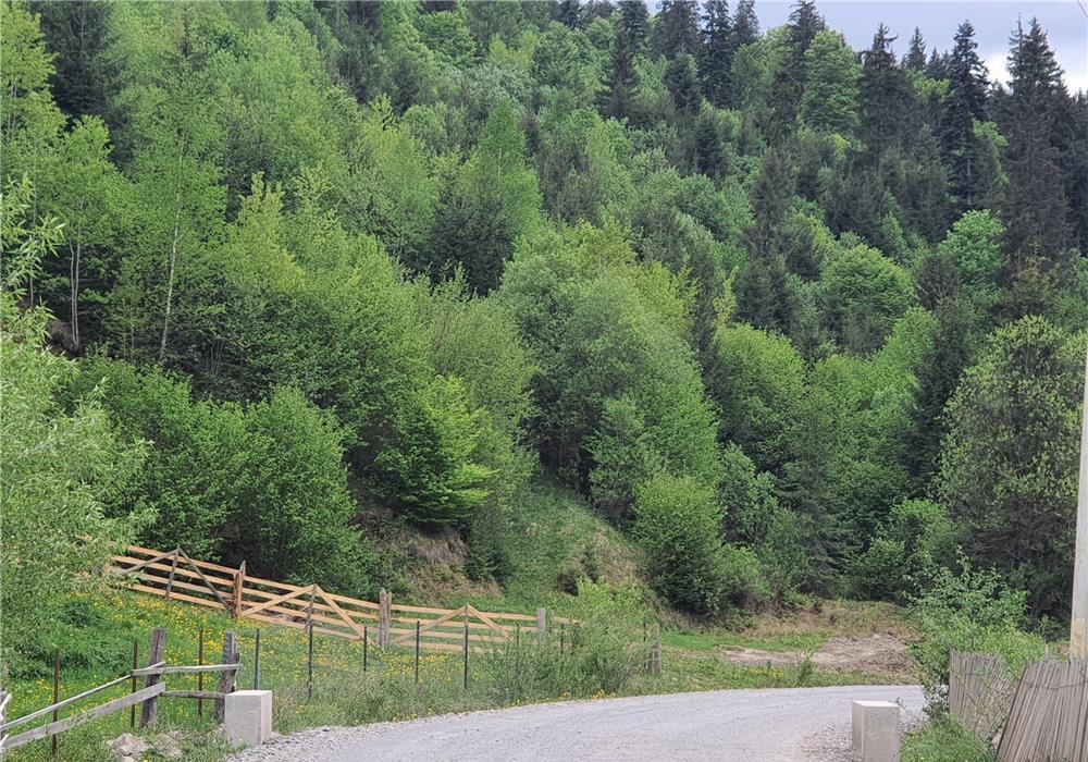 Padure Tulghes 2ha