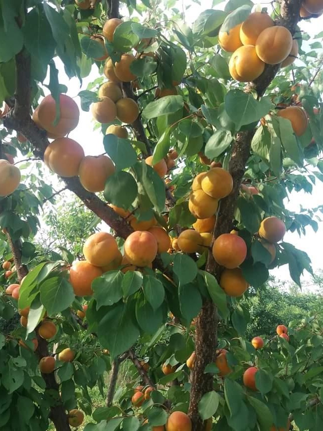 Pălincă de caise