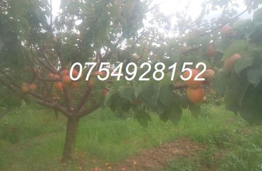 Palinca de:pere,mere,prune,caise,cirese,cirese amare,gutui,capsuni,