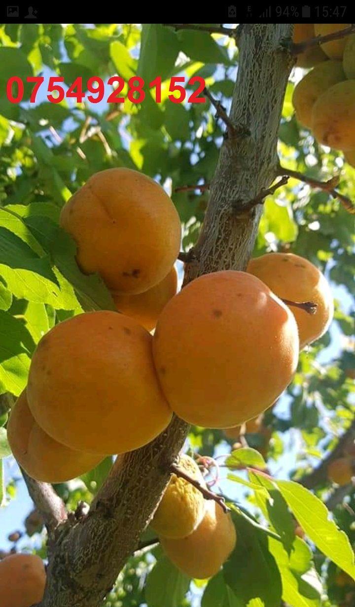 Palinca de:pere,mere,prune,caise,cirese,cirese amare,gutui,capsuni,