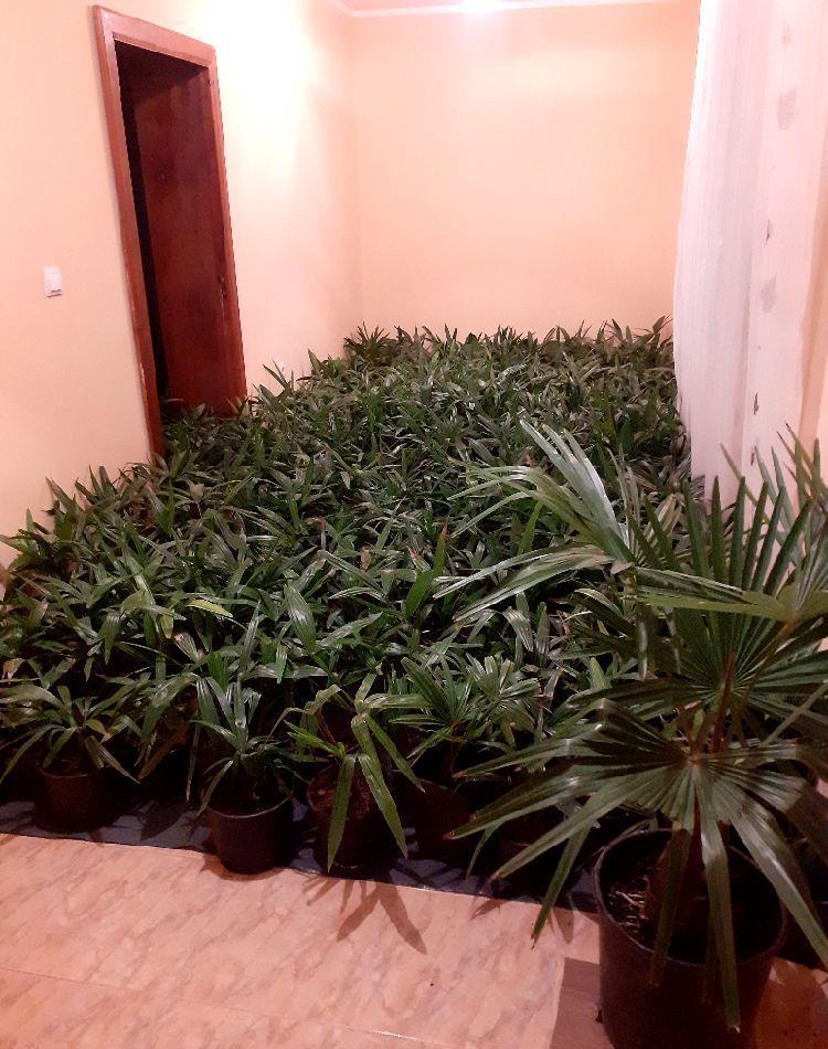 Palmieri trachycarpus fortunei.