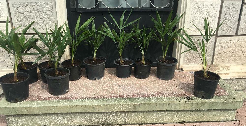 Palmieri trachycarpus fortunei.