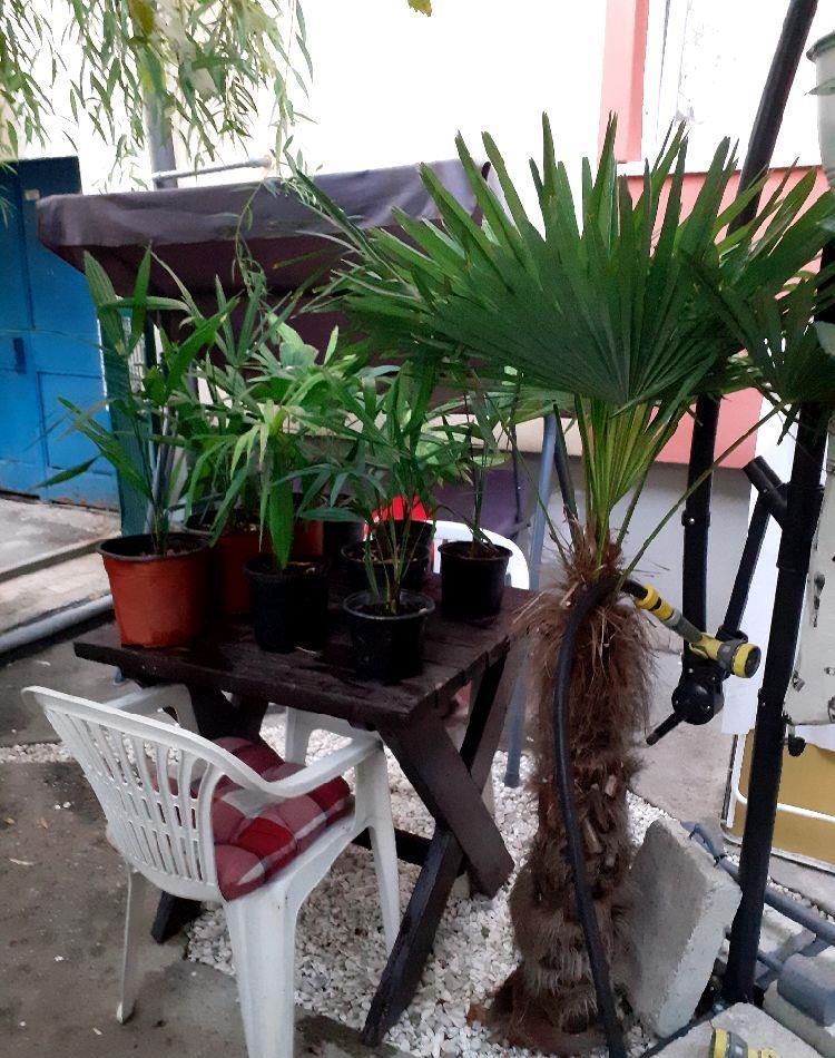 Palmieri trachycarpus fortunei.
