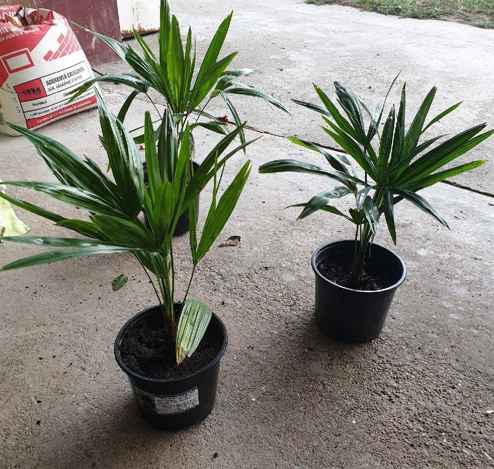 Palmieri trachycarpus fortunei.