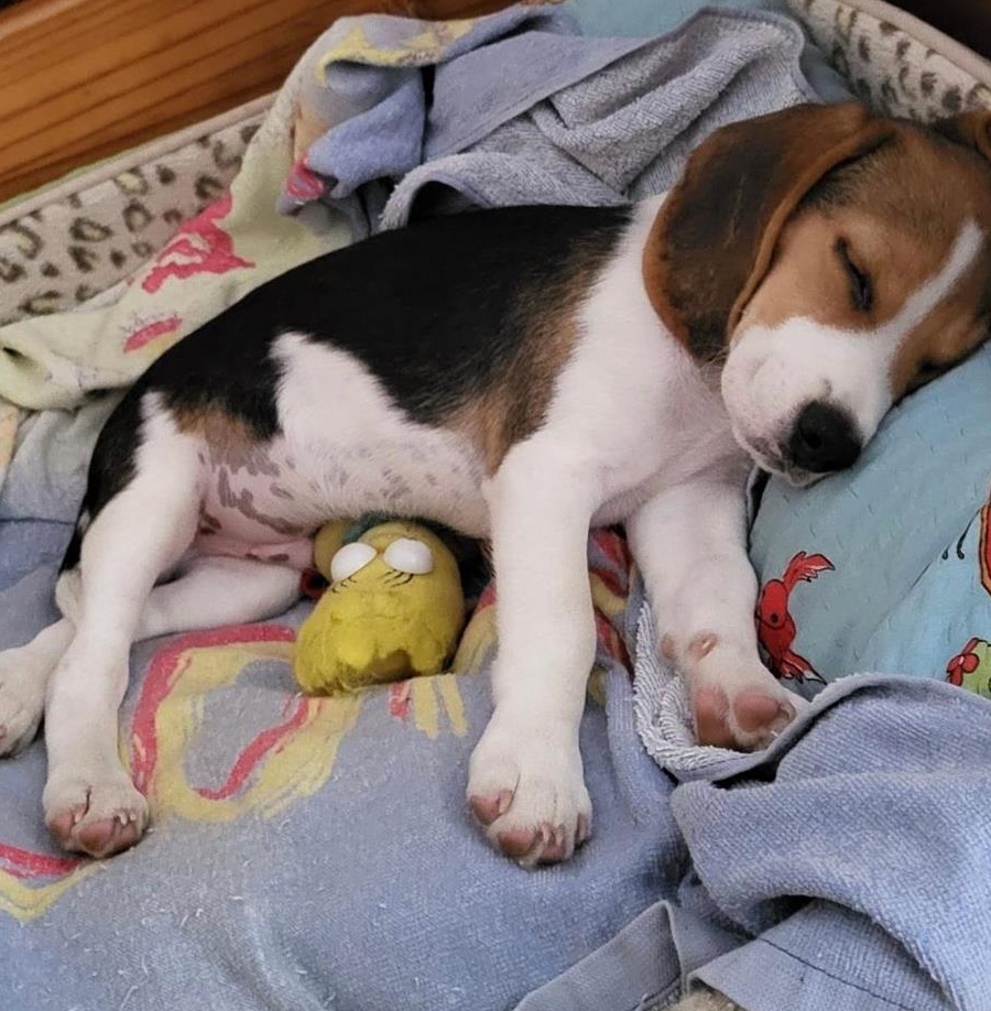Papi - mascul beagle in 3 culori