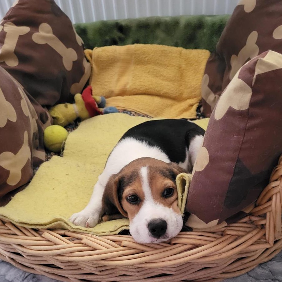 Papi - mascul beagle in 3 culori