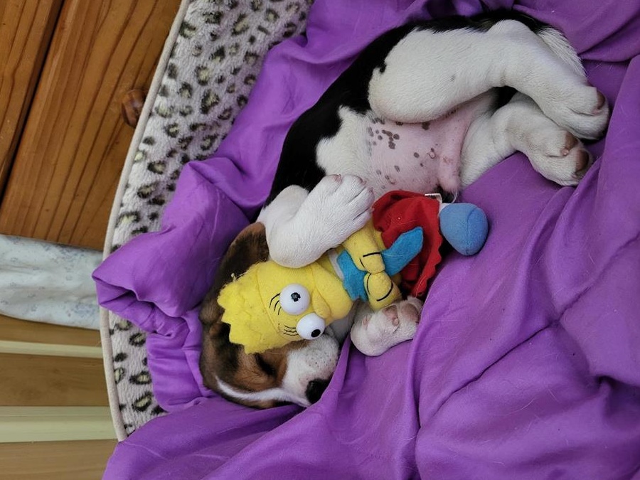 Papi - mascul beagle in 3 culori