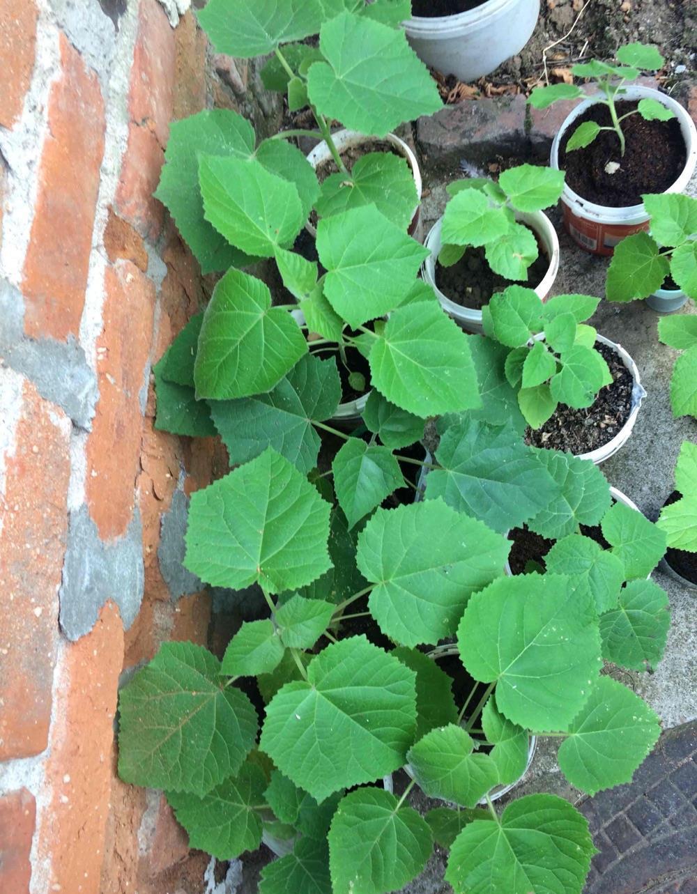 pawlonia tomentosa