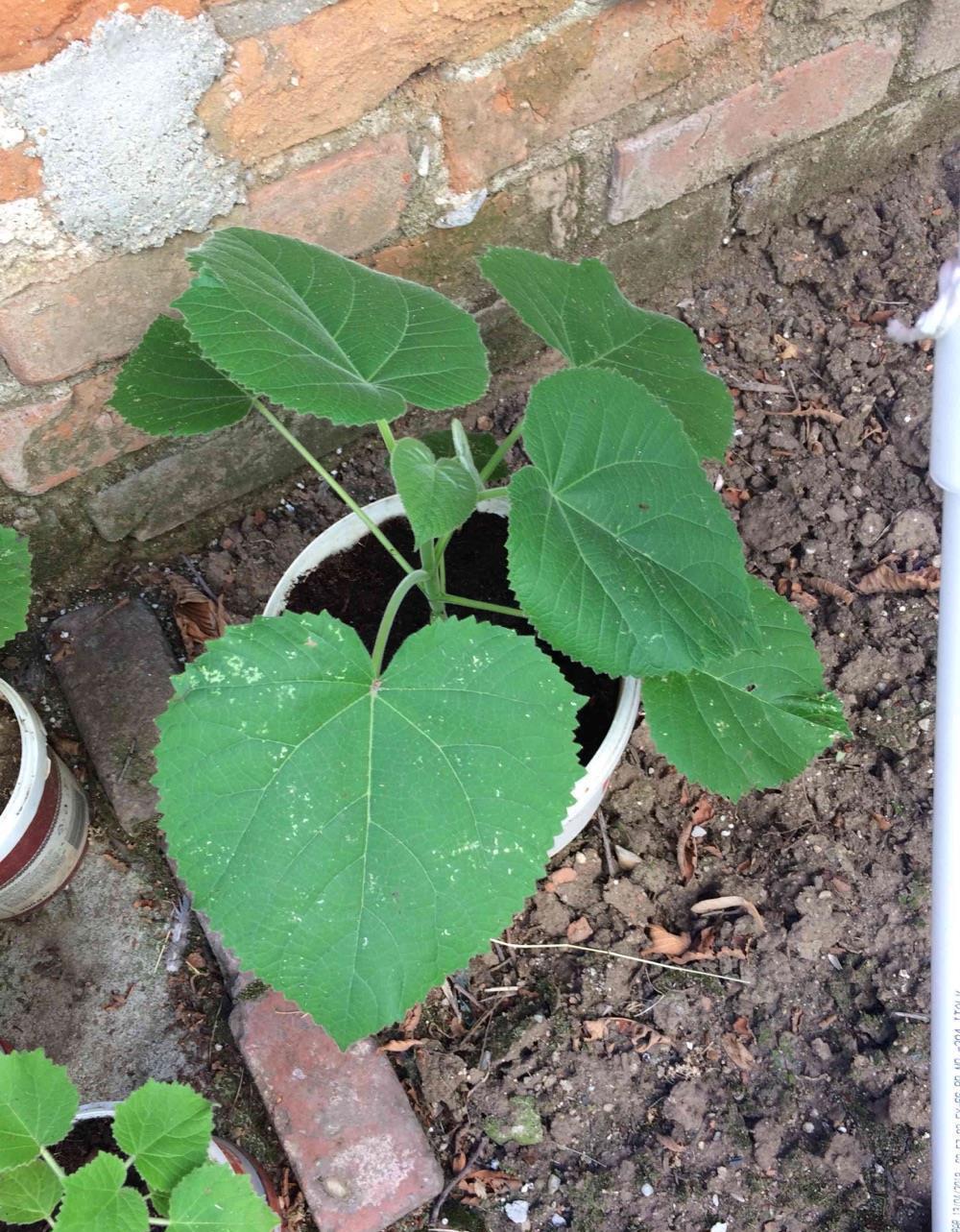 pawlonia tomentosa