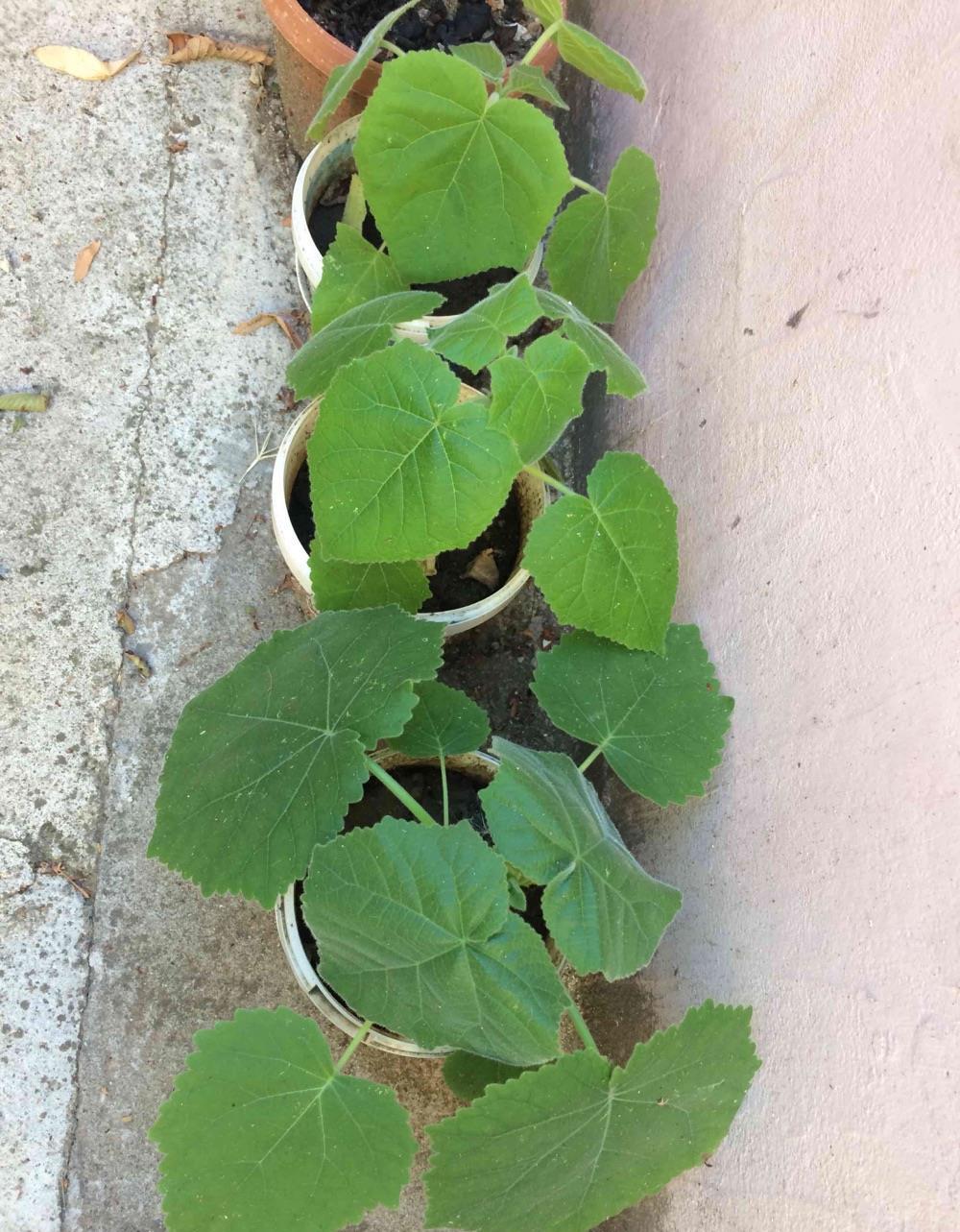 pawlonia tomentosa