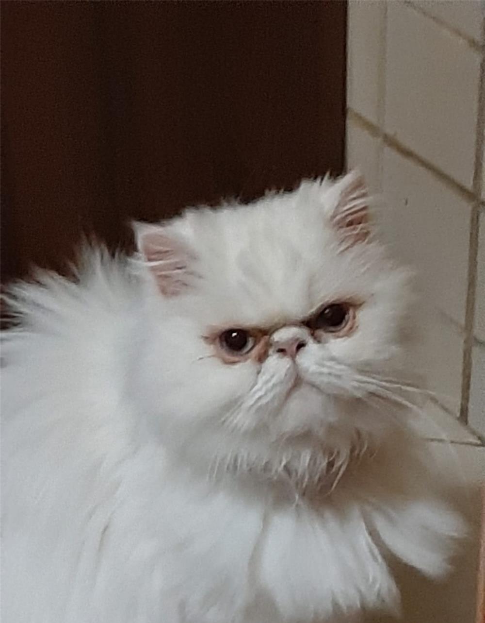 persan motan pentru monta