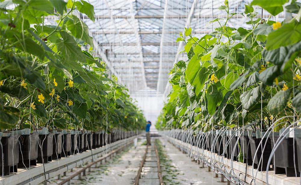 Personal Agricultura Olanda - Productie Rasaduri pentru legume,plante ornamentale si taiere arbusti