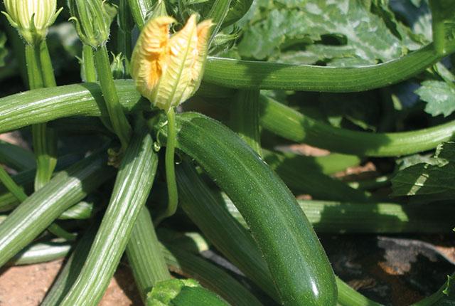 Personal Agricultura Olanda - Productie Rasaduri pentru legume,plante ornamentale si taiere arbusti
