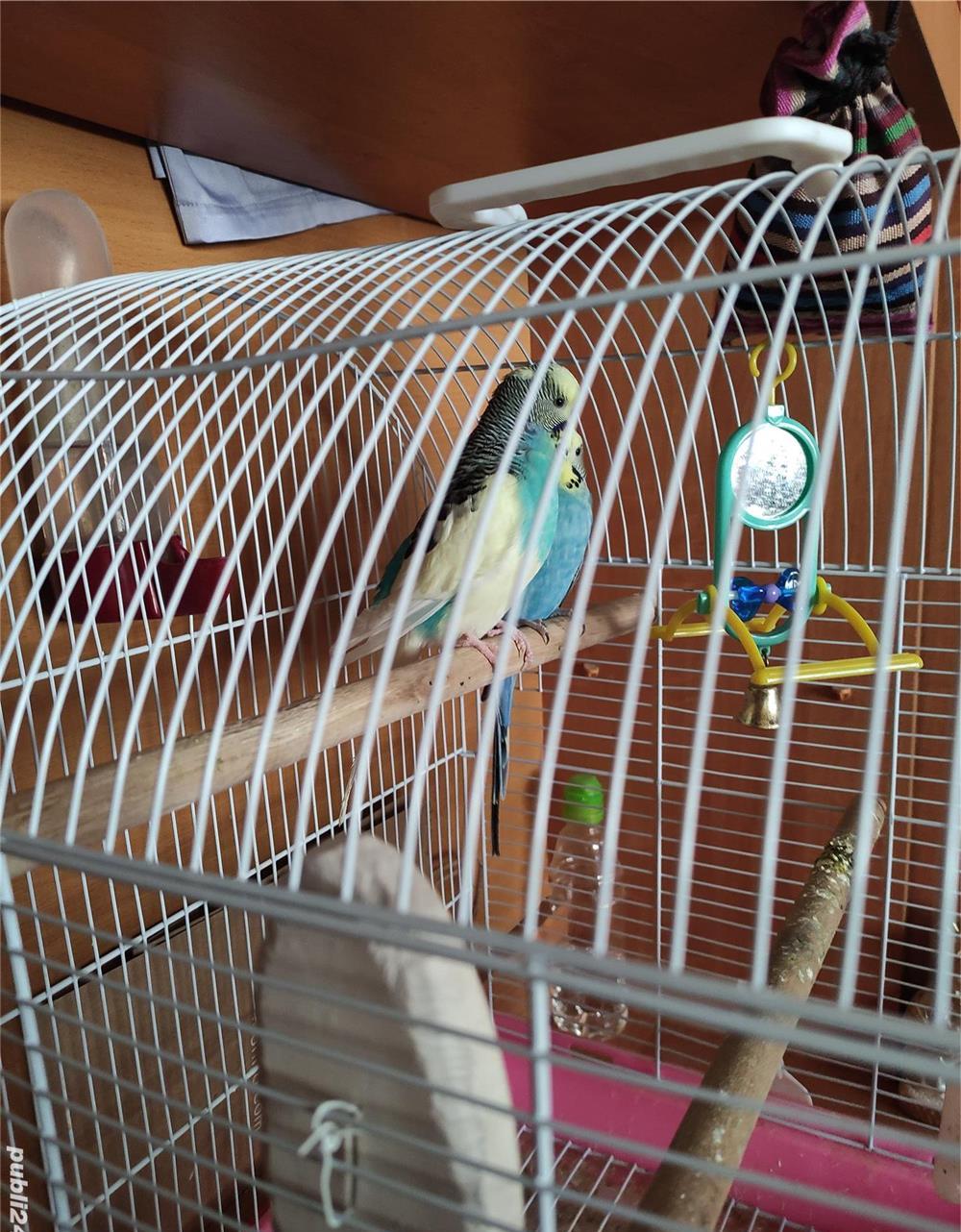 Peruși de vânzare + cușca