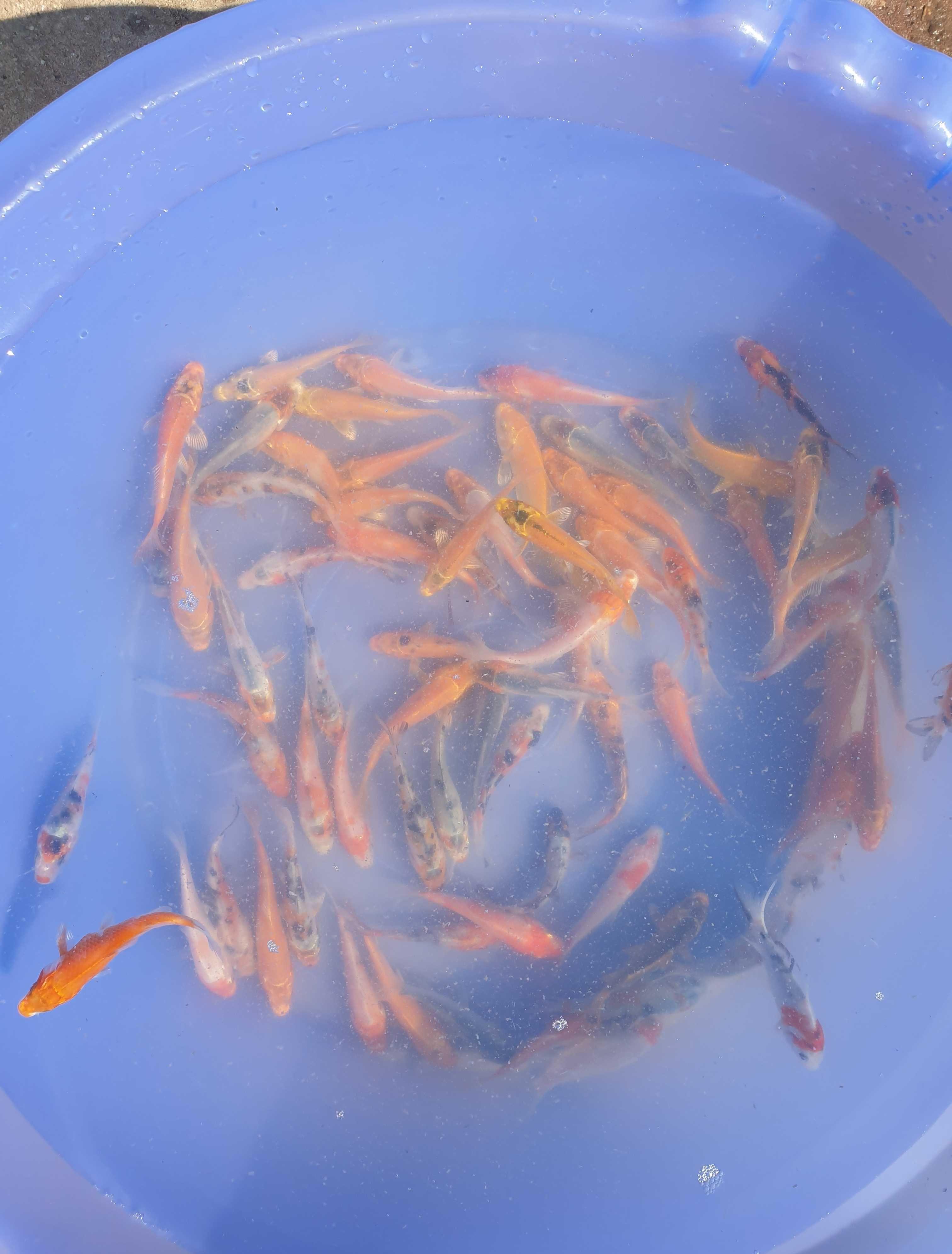 Pesti crapi koi diverse varietati sturion alb