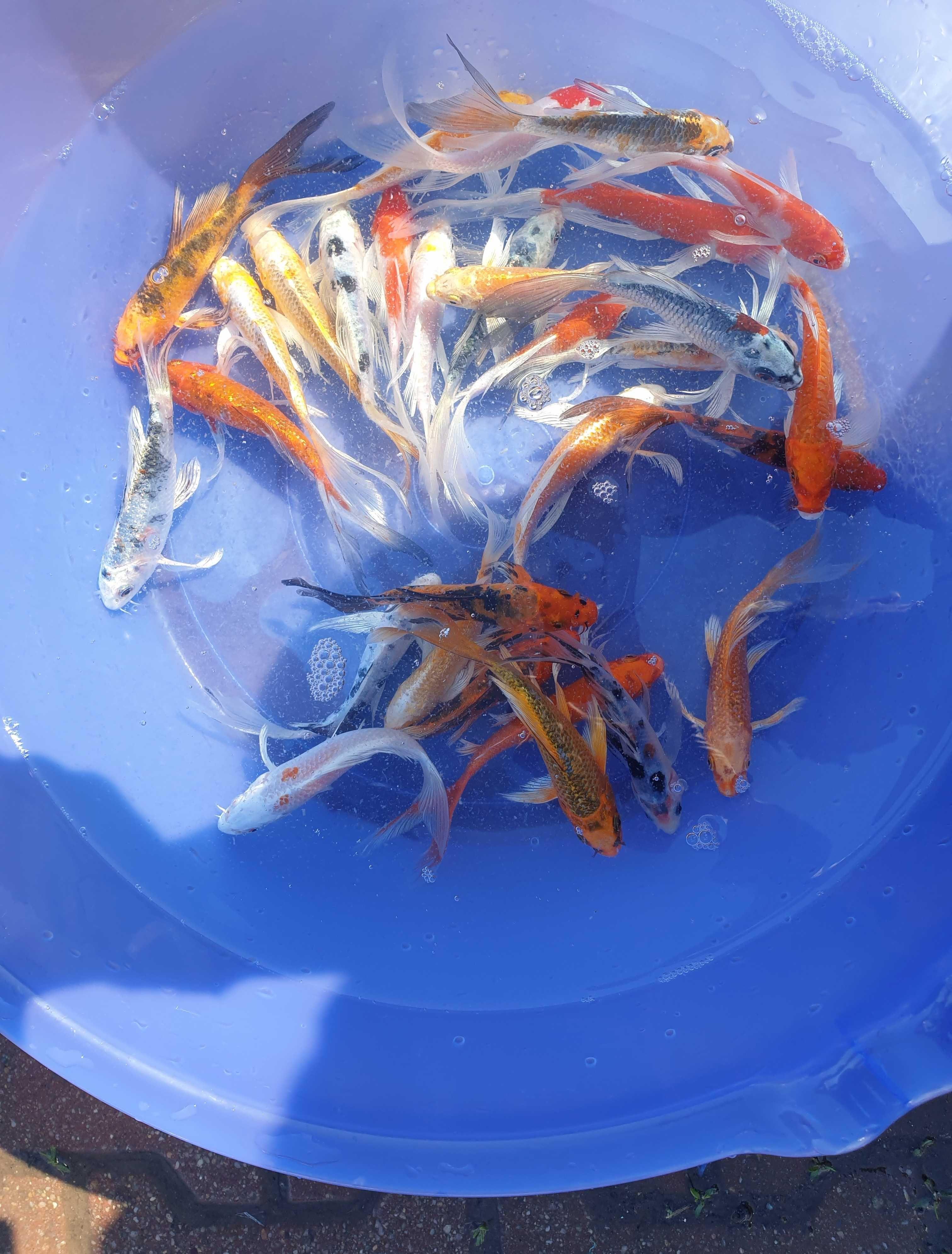 Pesti crapi koi diverse varietati sturion alb