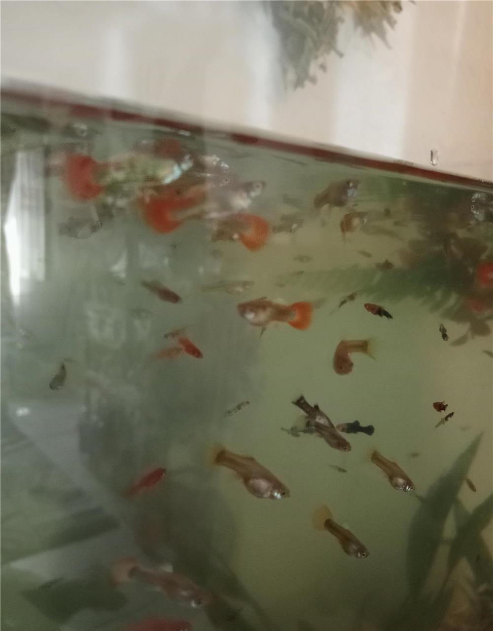 Pești de acvariu diferite specii și mărimi