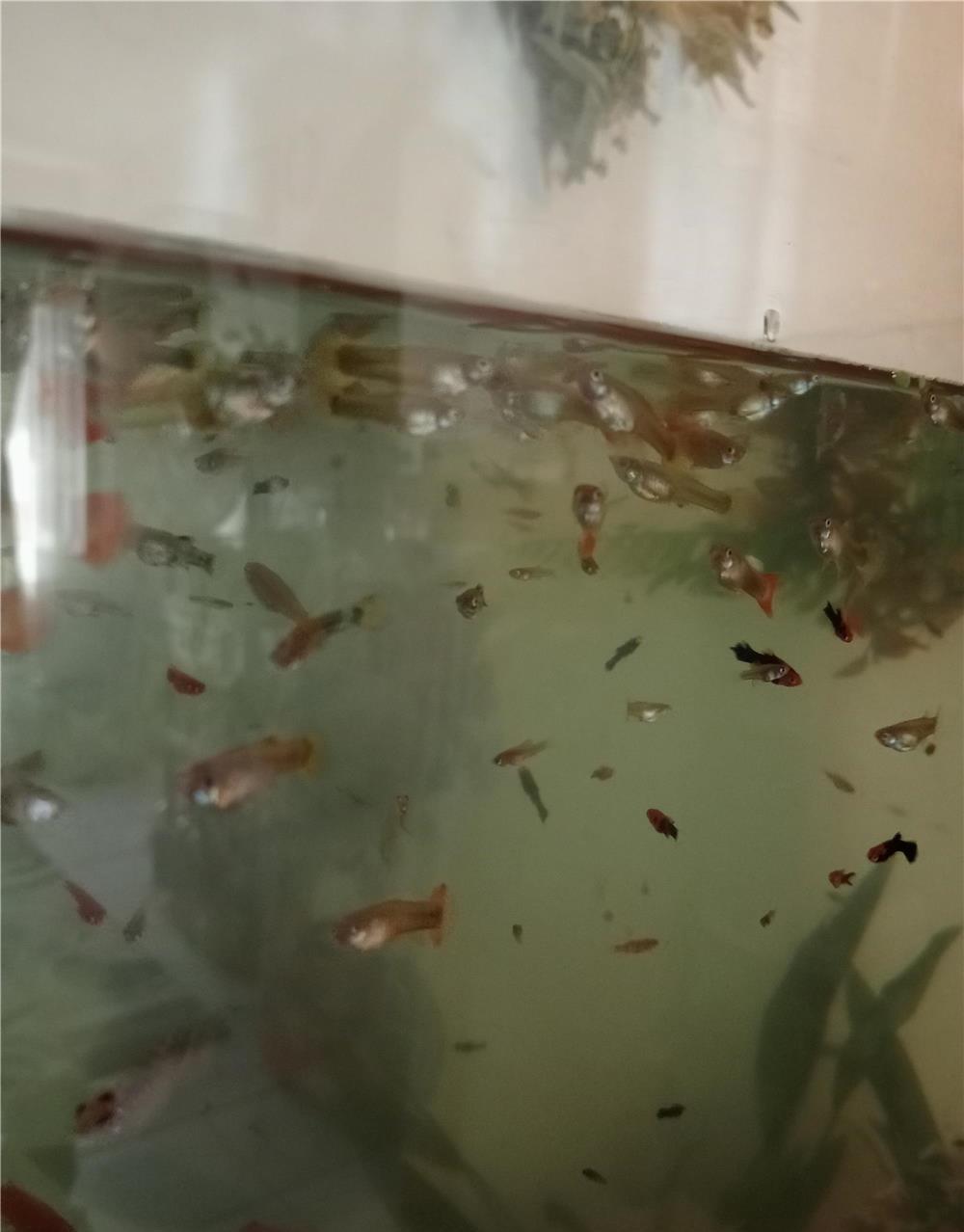Pești de acvariu diferite specii și mărimi