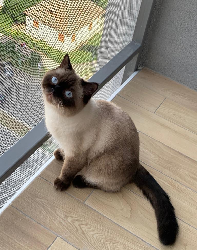 Pierdut Pisic British shorthair /Burmanez 18.08.2022