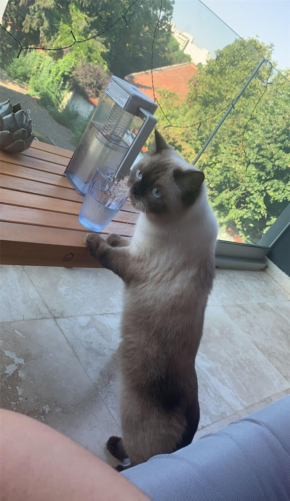 Pierdut Pisic British shorthair /Burmanez 18.08.2022