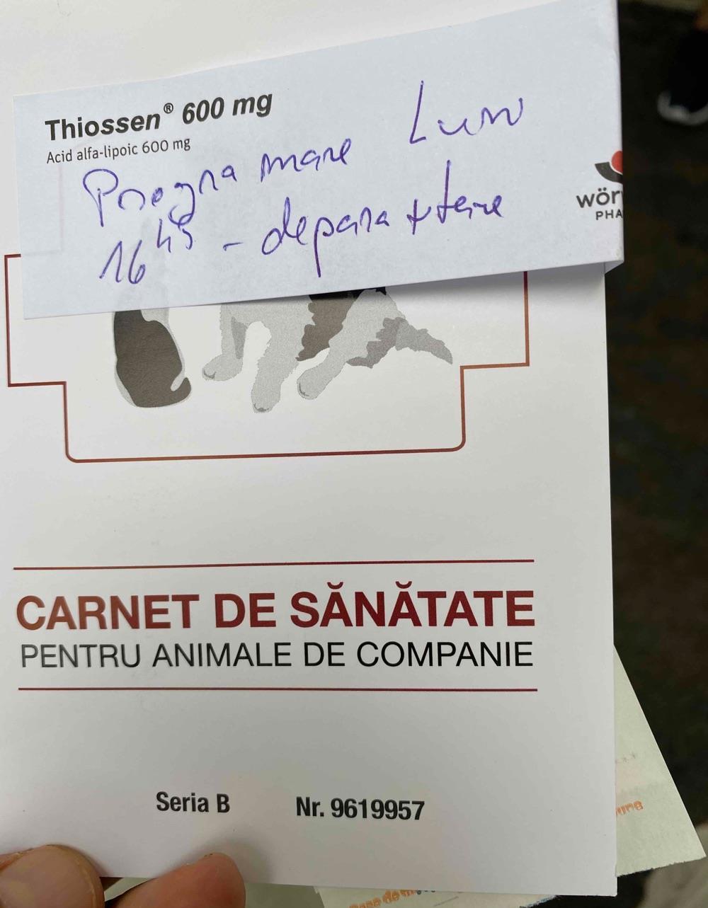 pisica 6 saptamani gratis
