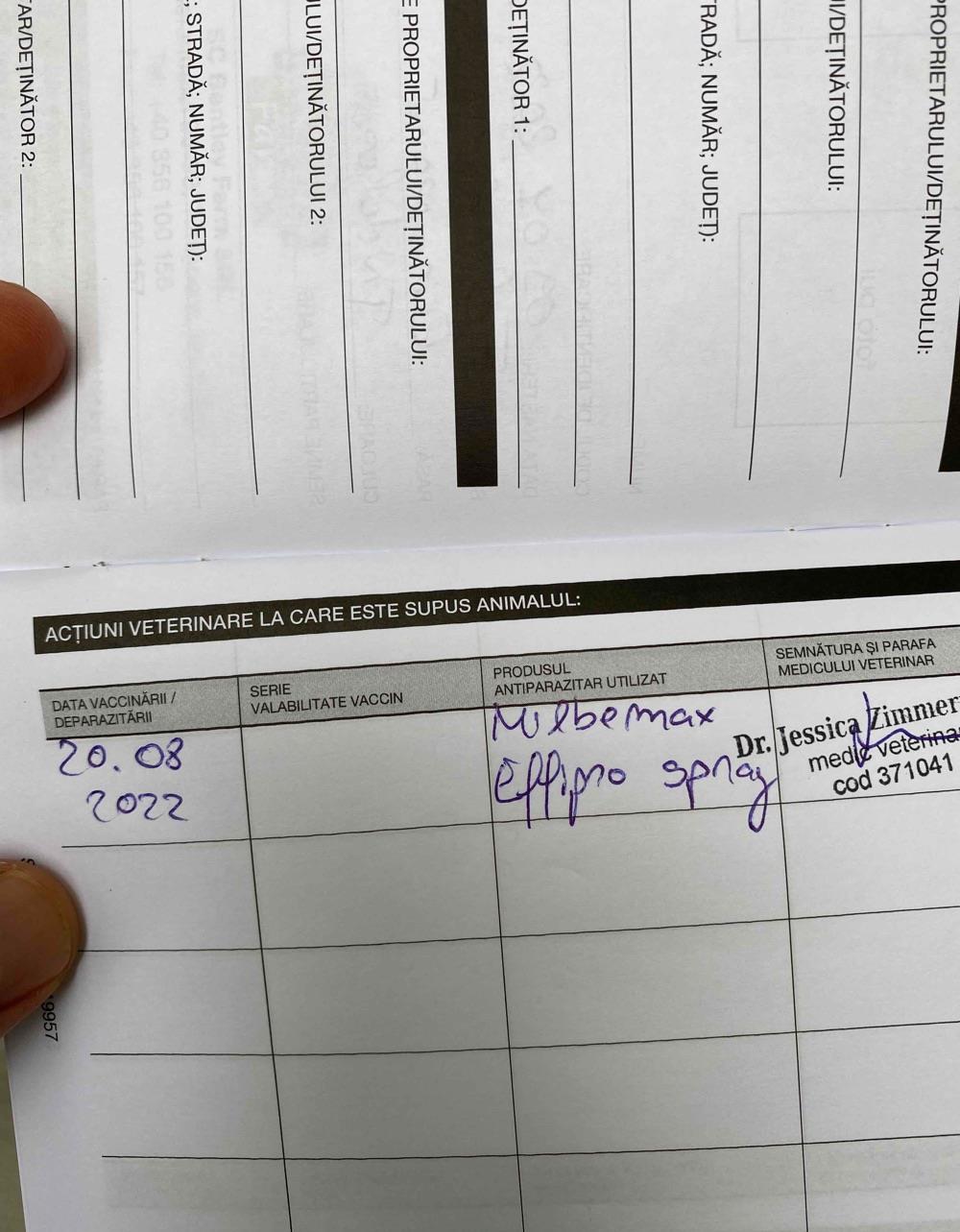 pisica 6 saptamani gratis