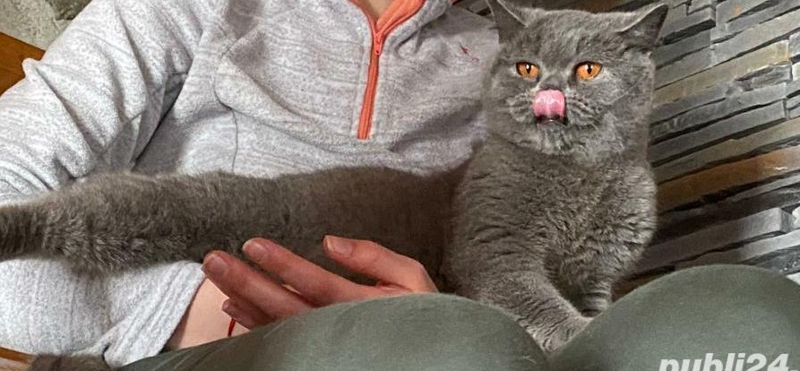 Pisica matura British shorthair blue cu pedigree