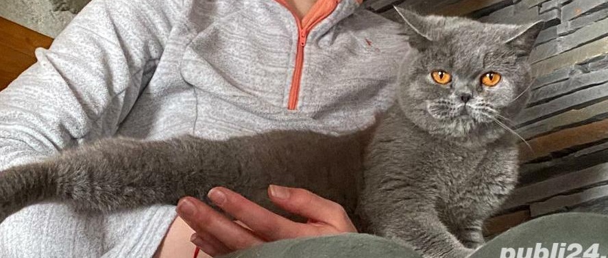 Pisica matura British shorthair blue cu pedigree