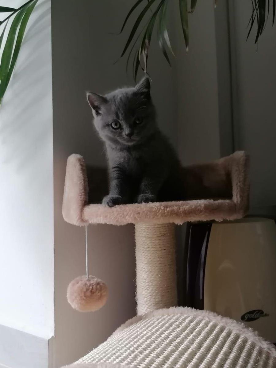 Pisici british shorthair