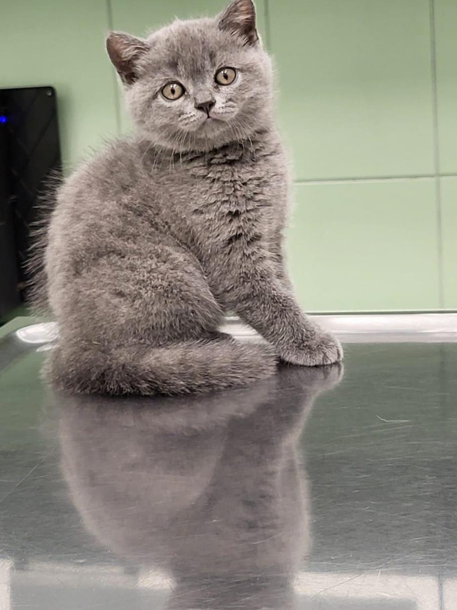 Pisici british shorthair
