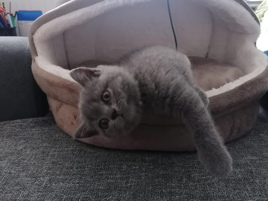 Pisici british shorthair