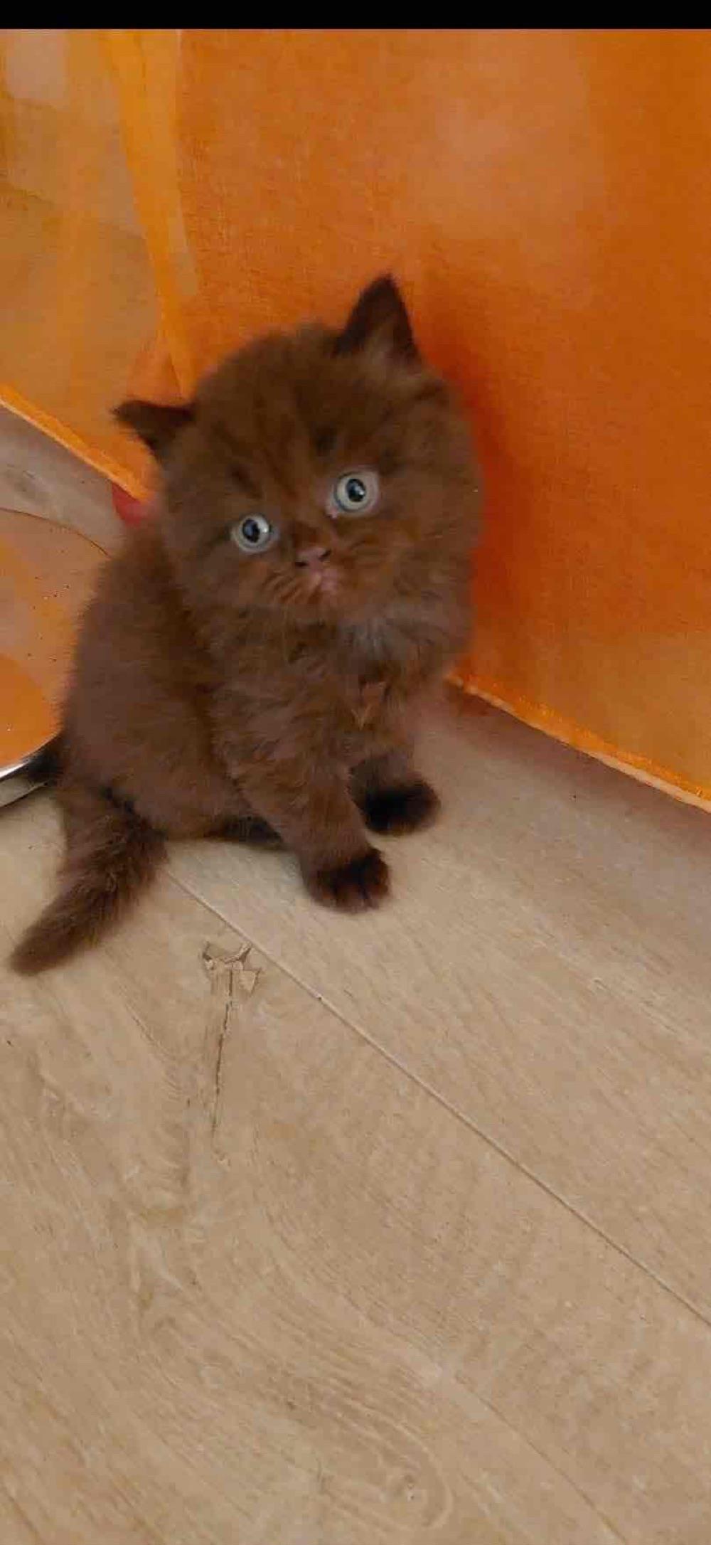 pisici British shorthair