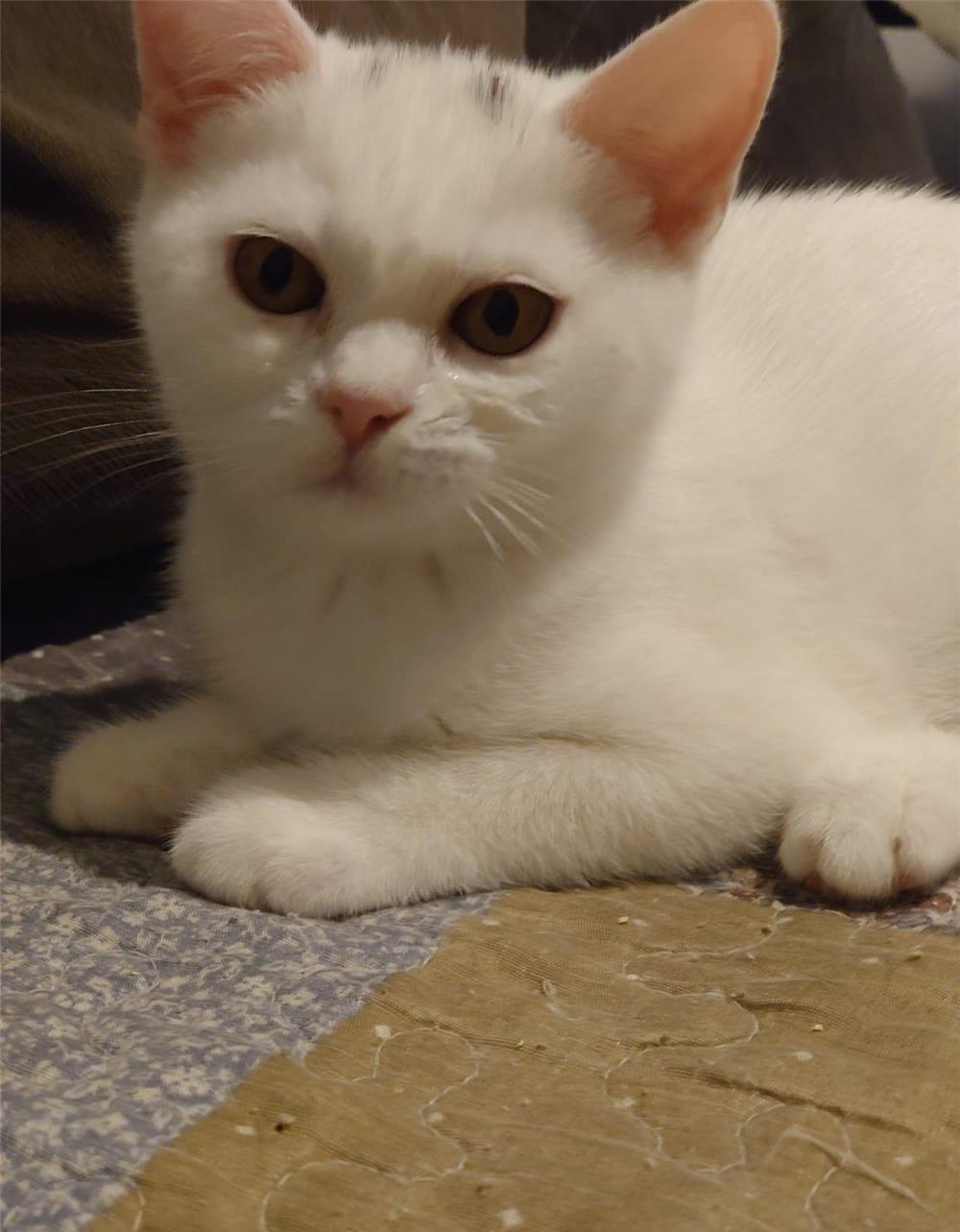 Pisici British Shorthair de vanzare