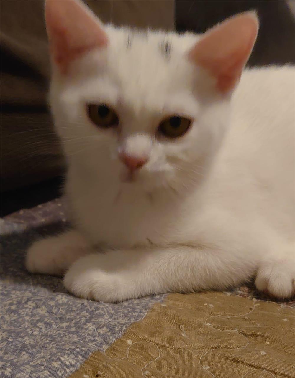 Pisici British Shorthair de vanzare