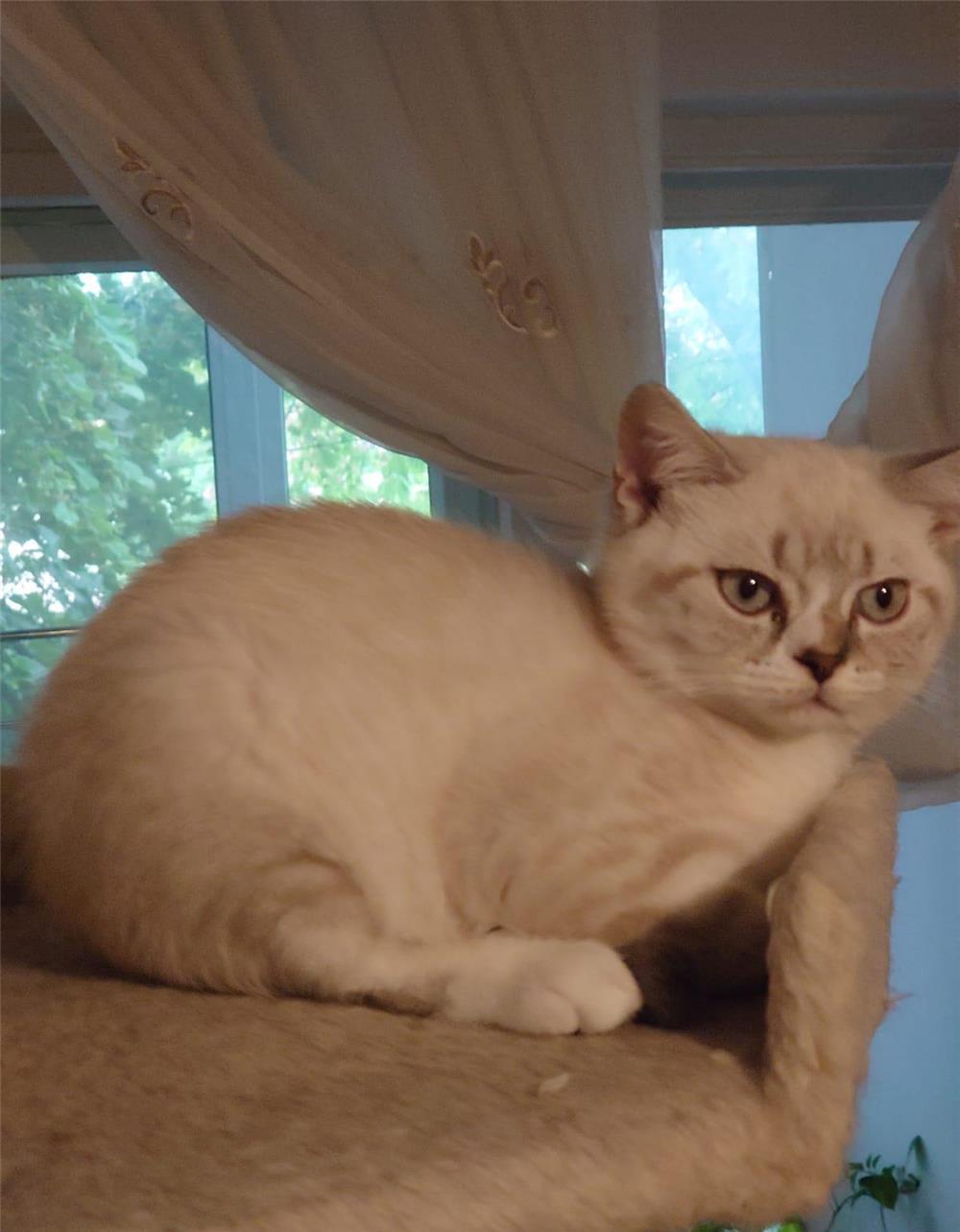 Pisici British Shorthair de vanzare