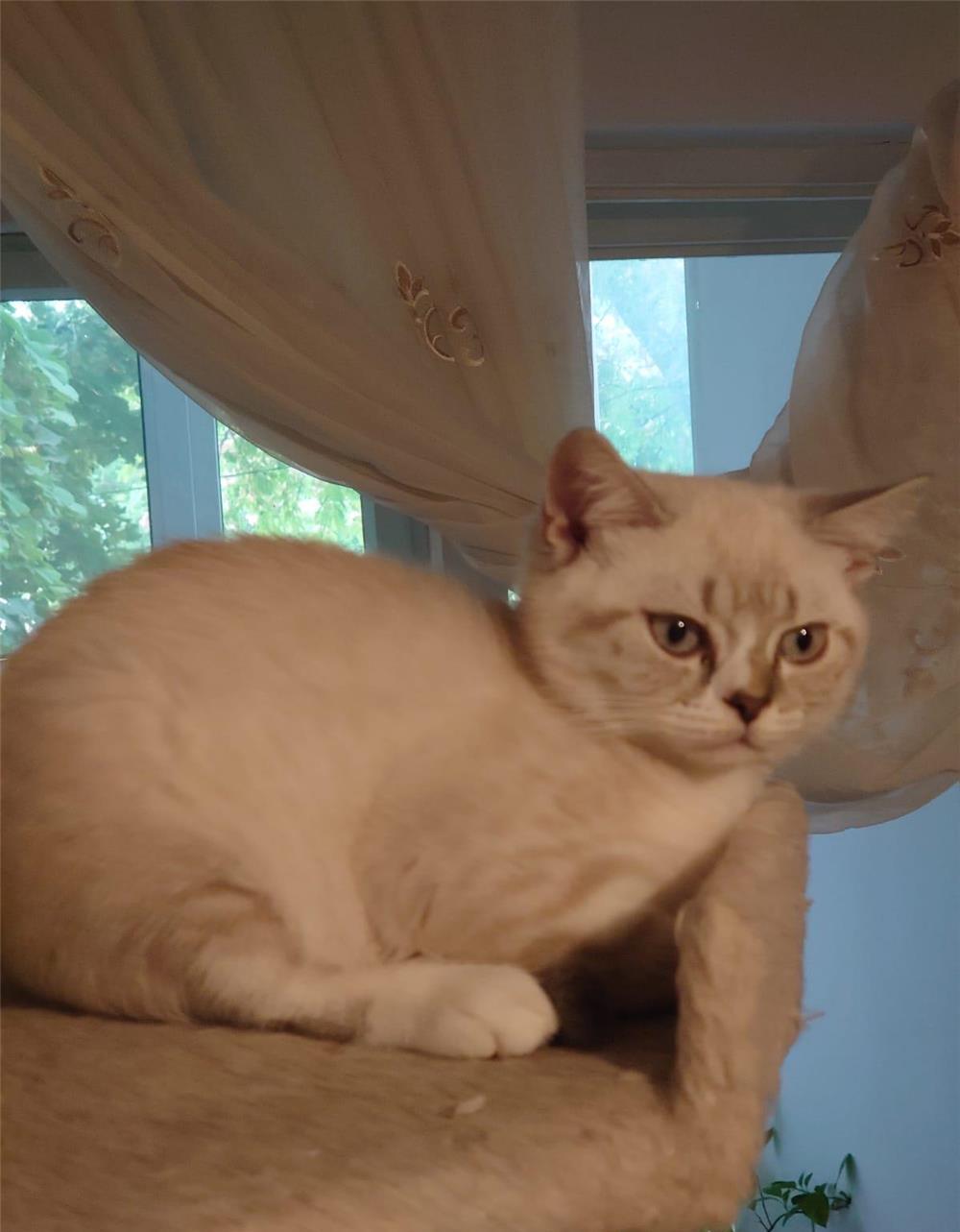 Pisici British Shorthair de vanzare