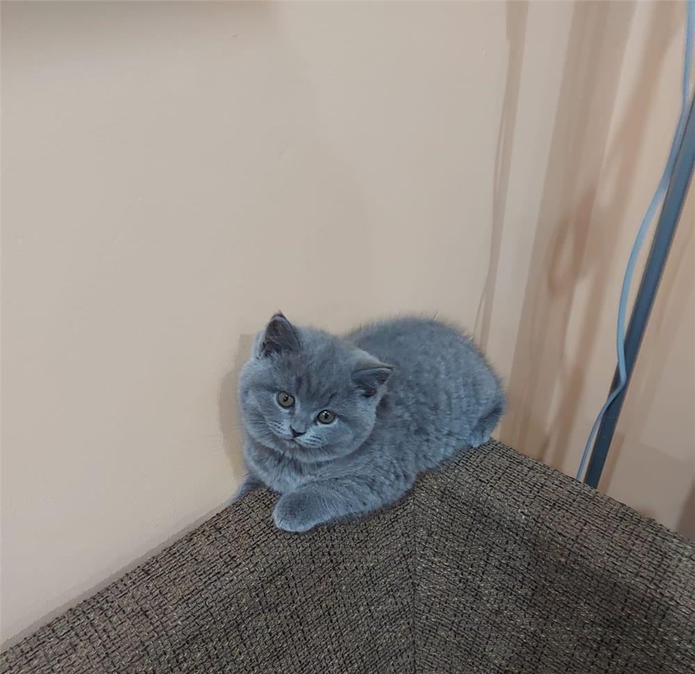Pisici british shorthair și scottish stright