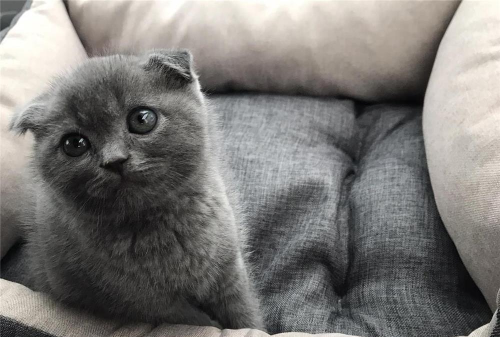 Pisici british shorthair și scottish stright