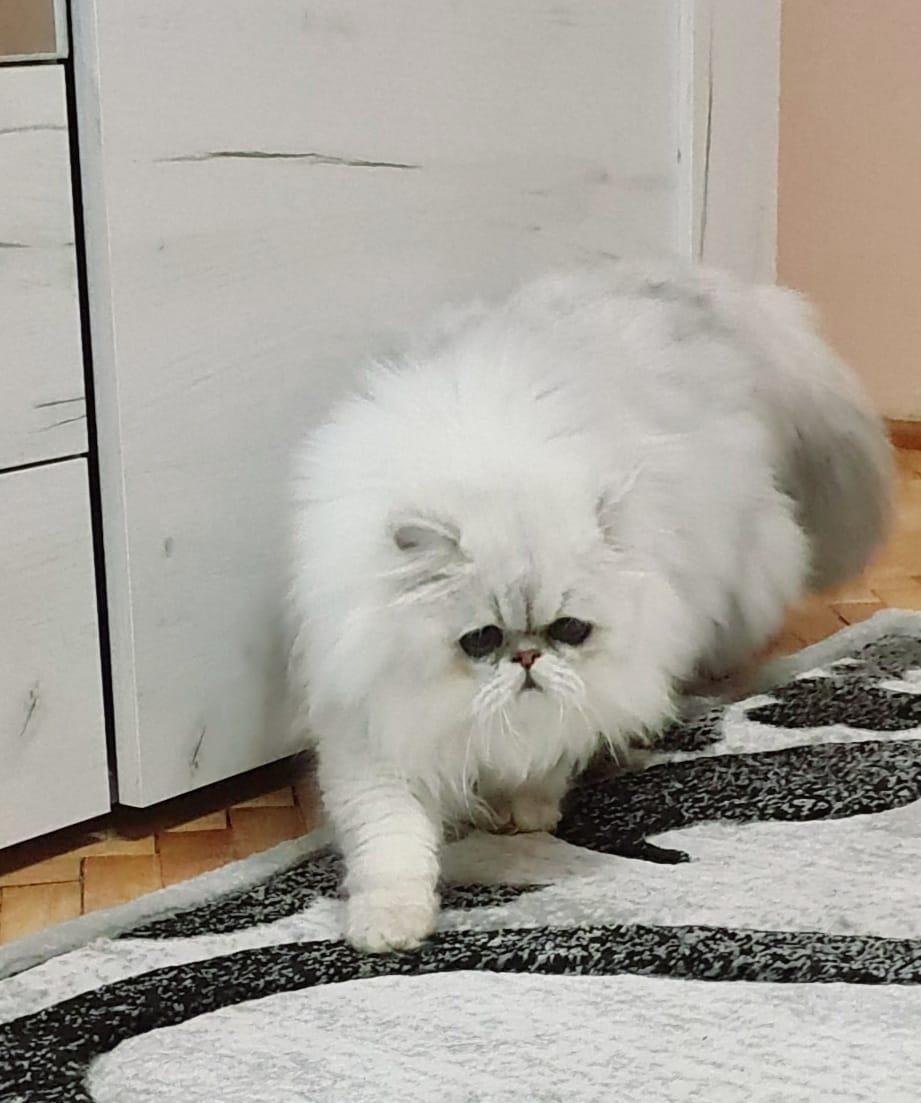 Pisici persane autentice