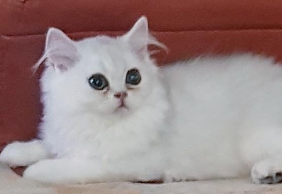 Pisici persane chinchilla silver.
