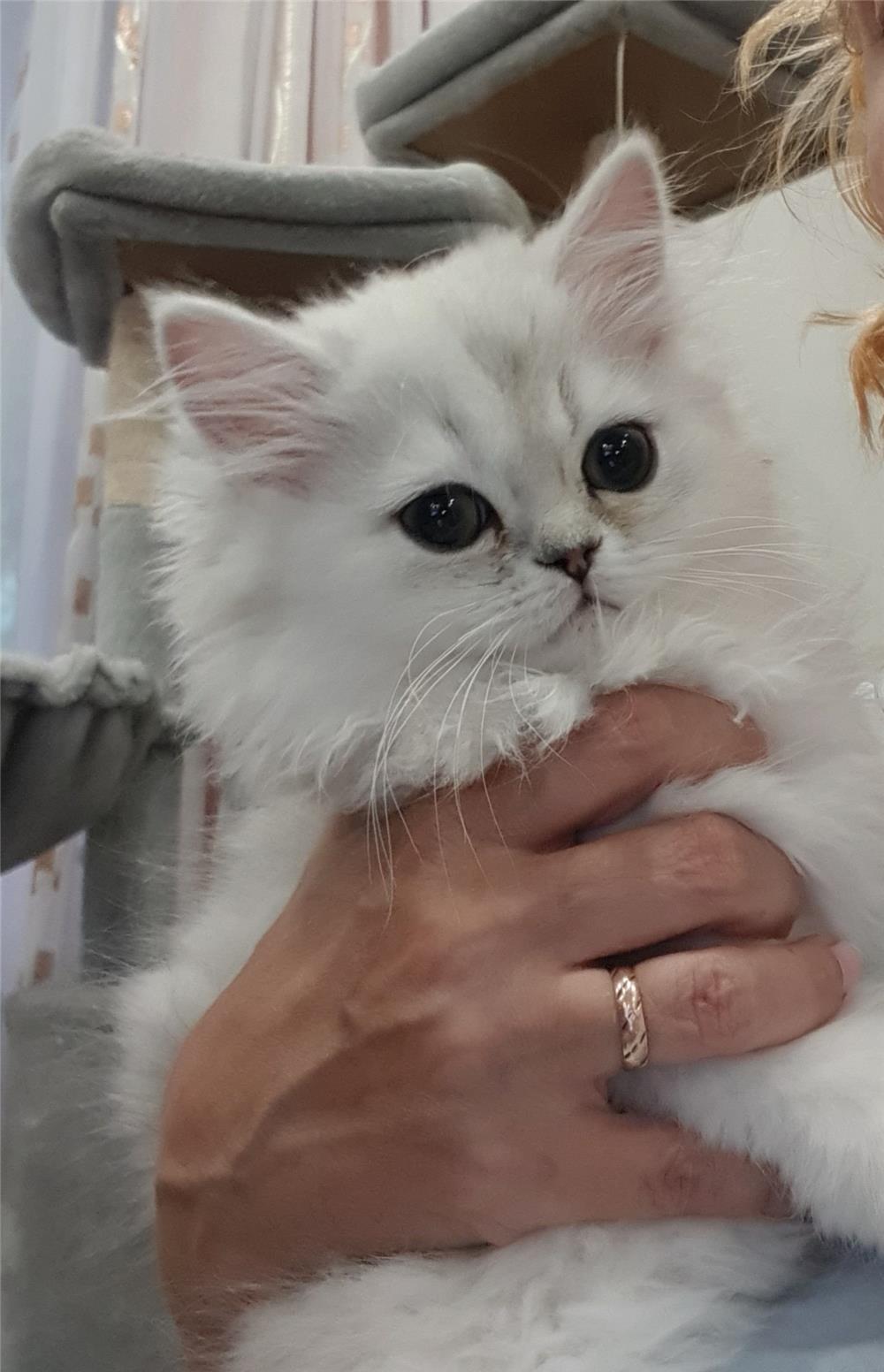 Pisici persane chinchilla silver.