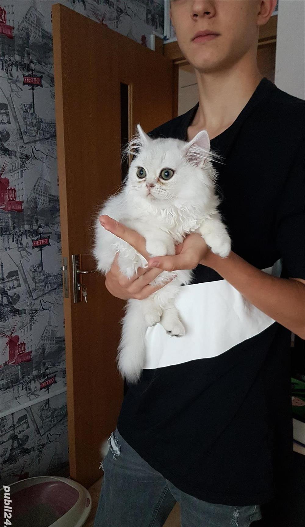 Pisici persane chinchilla silver.