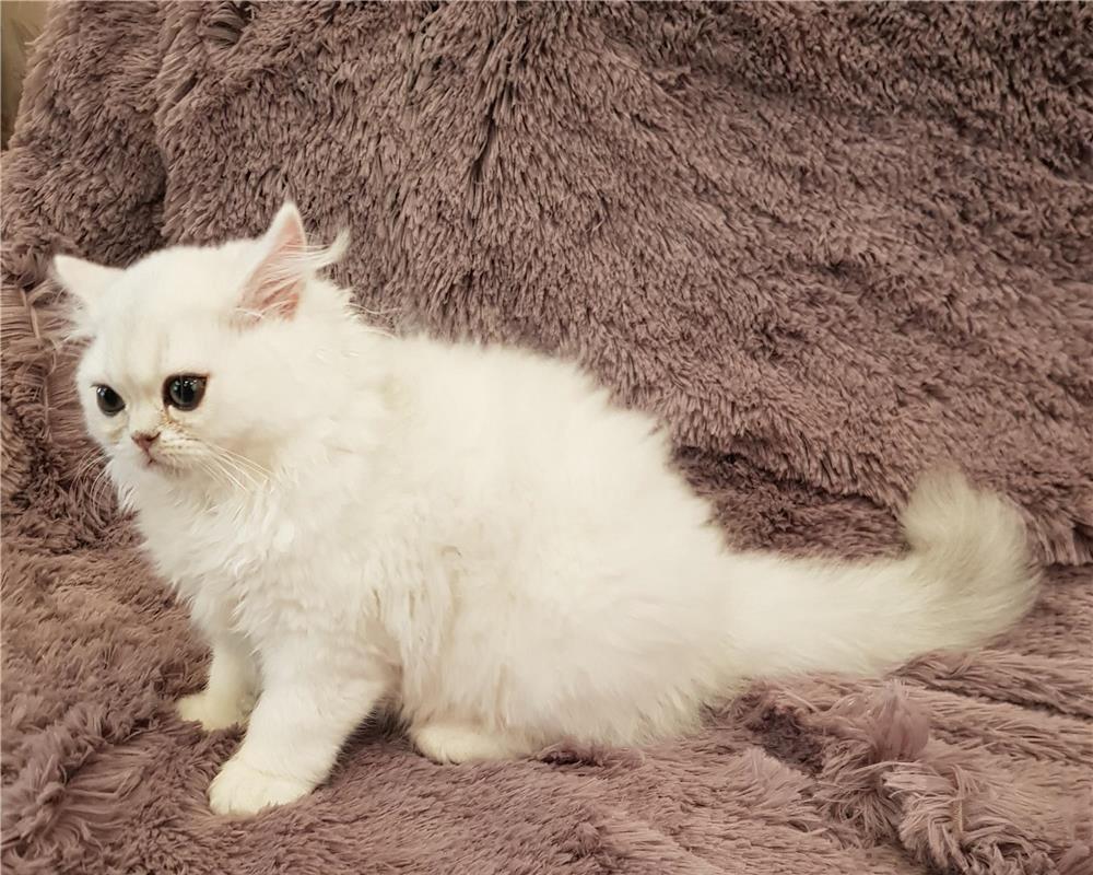 Pisici persane chinchilla silver.