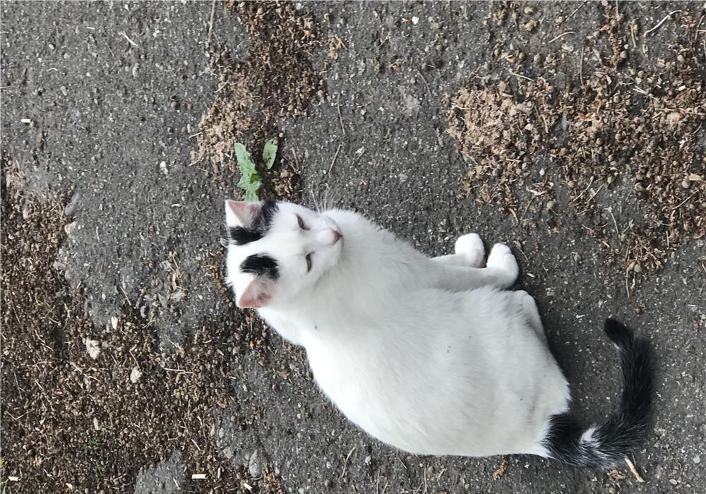 pisici sterilizate