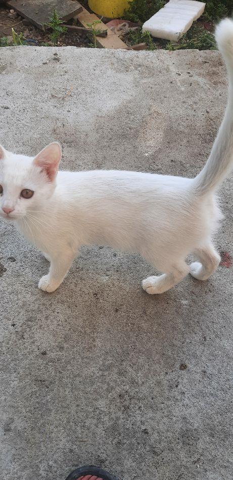 Pisicuța Angora turceasca 250 lei Lipova