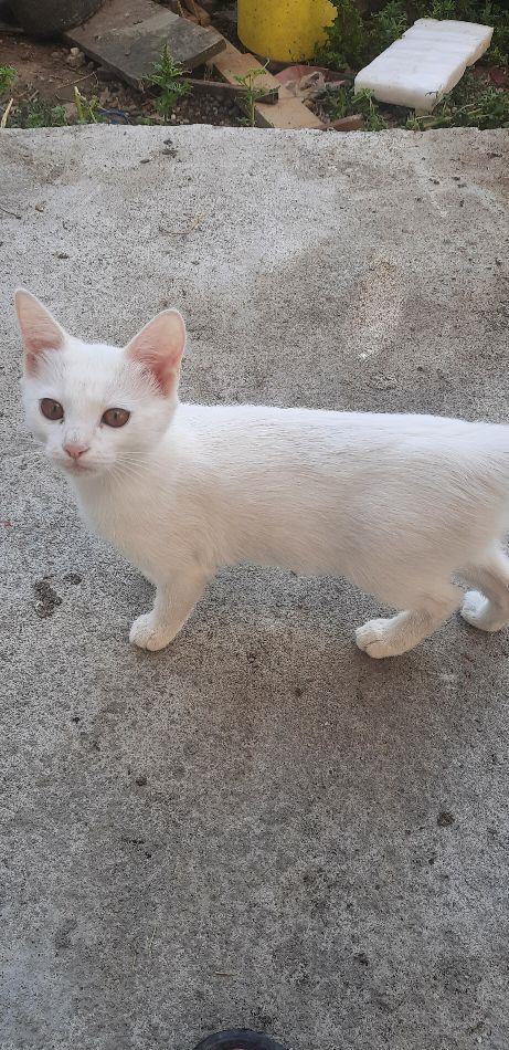 Pisicuța Angora turceasca 250 lei Lipova
