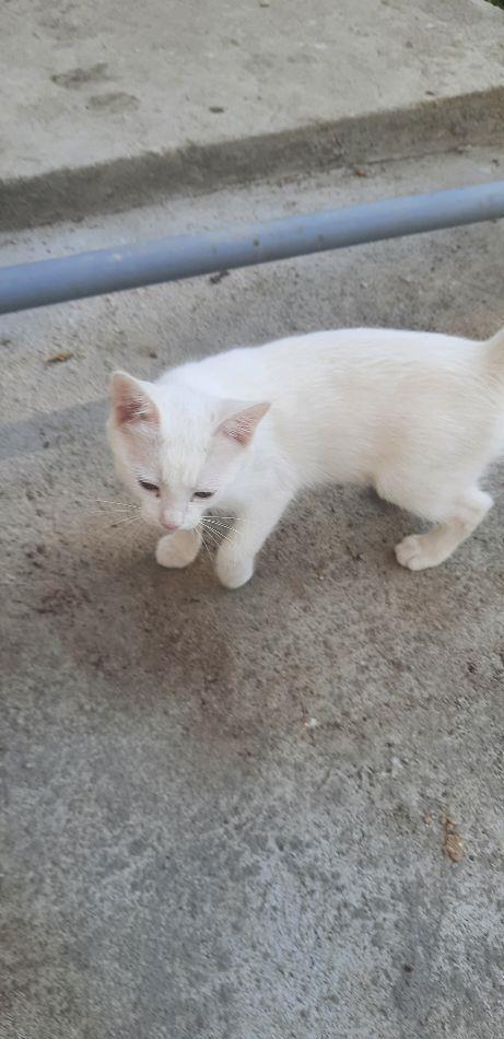 Pisicuța Angora turceasca 250 lei Lipova