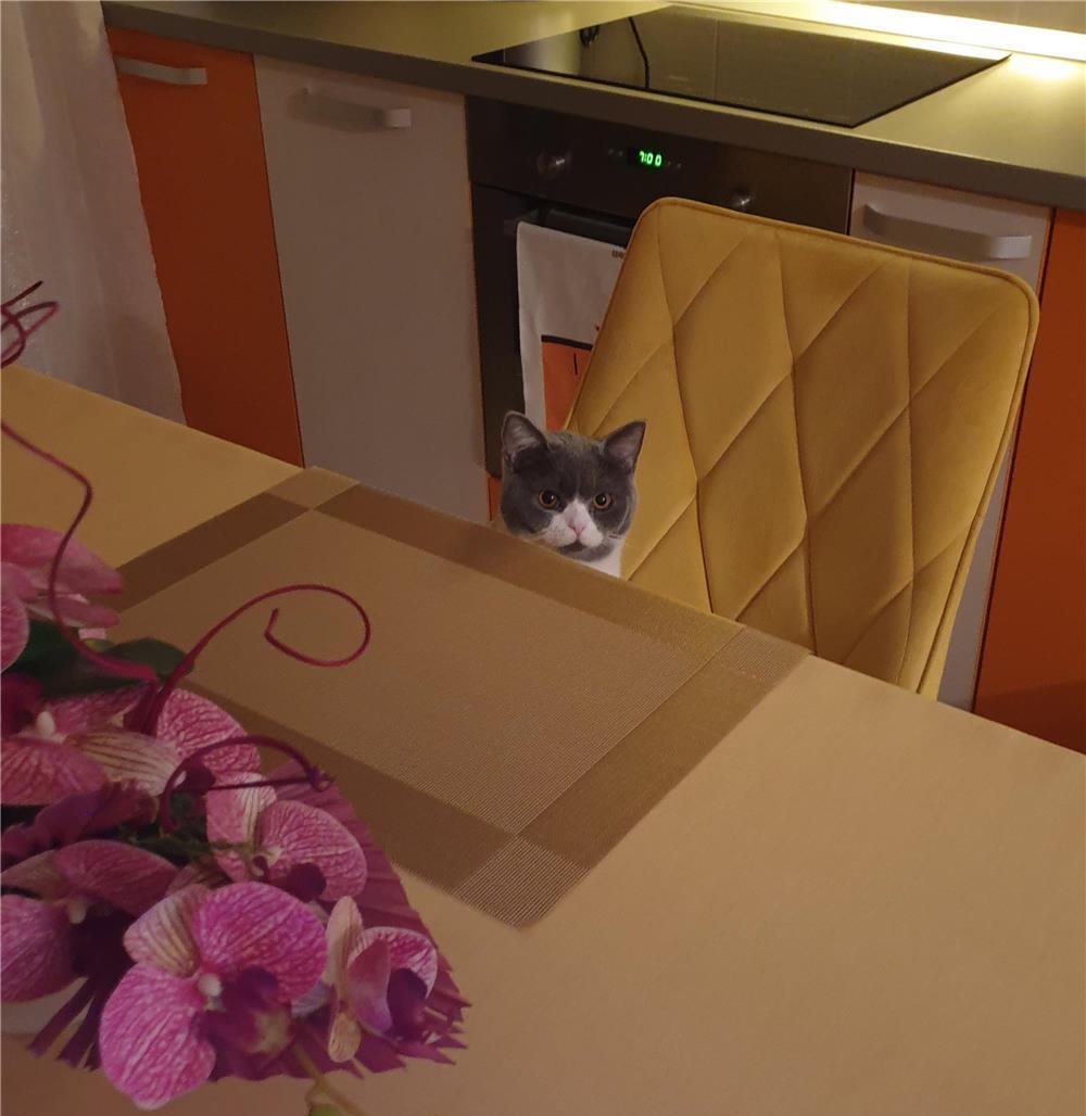 Pisicuță British Shorthair