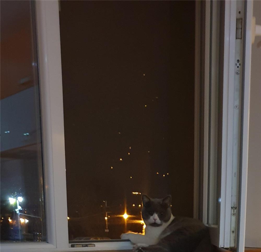 Pisicuță British Shorthair